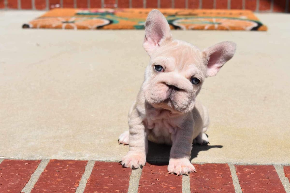 ✨🐾 Extraordinary French Bulldog Litter 🐾✨ breeder image 17