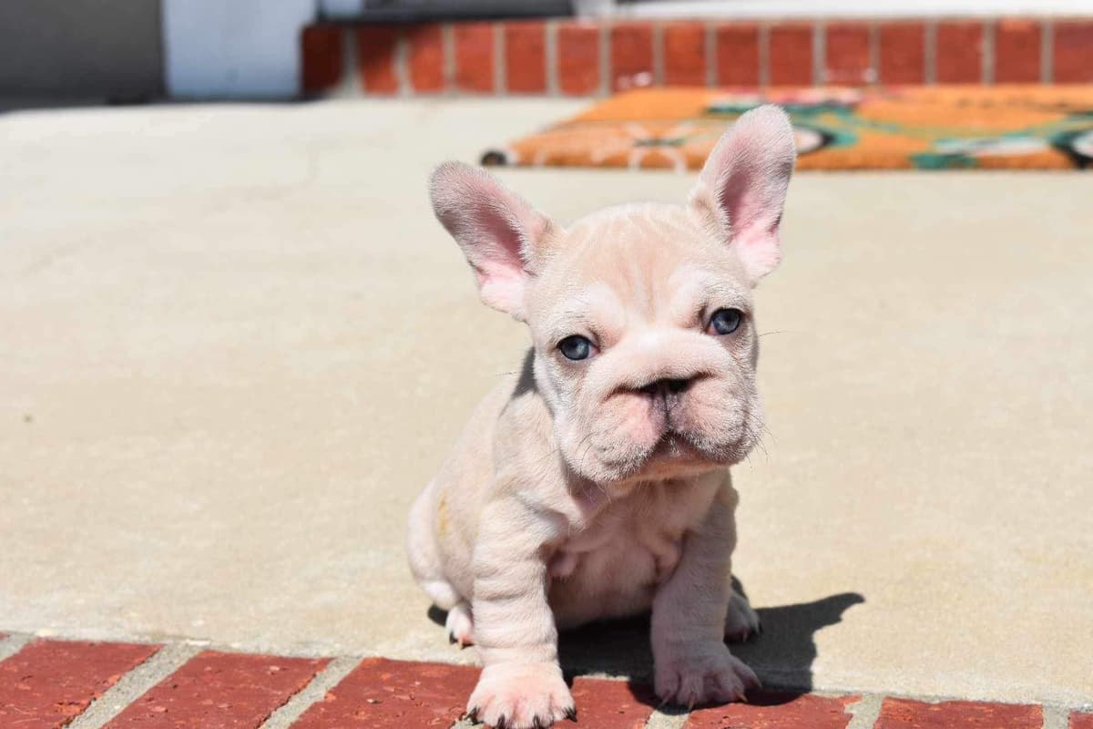✨🐾 Extraordinary French Bulldog Litter 🐾✨ breeder image 18