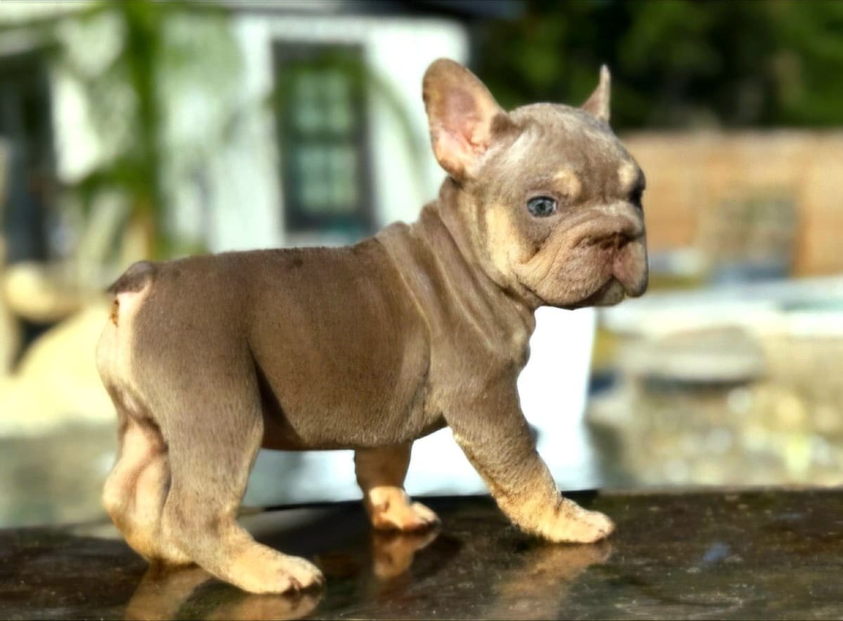 ✨🐾 Extraordinary French Bulldog Litter 🐾✨ breeder image 19