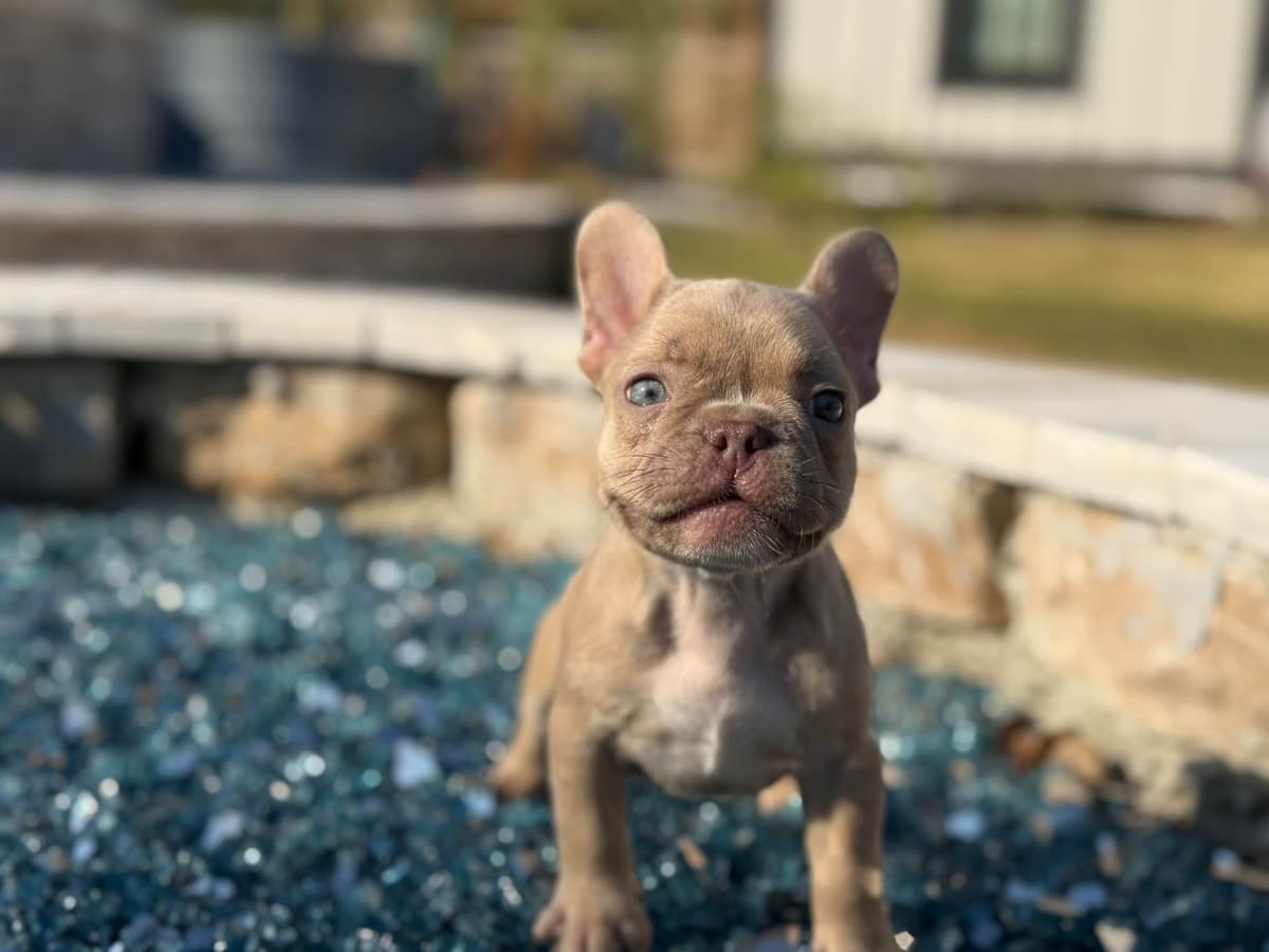 ✨🐾 Extraordinary French Bulldog Litter 🐾✨ breeder image 20