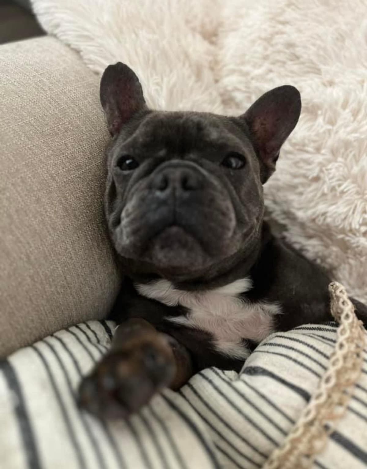 ✨🐾 Extraordinary French Bulldog Litter 🐾✨ breeder image 22