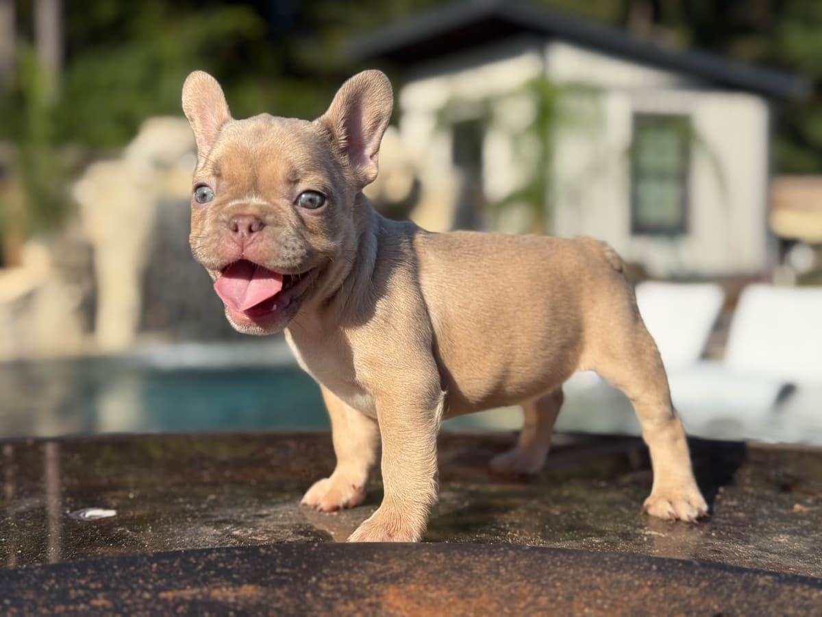 ✨🐾 Extraordinary French Bulldog Litter 🐾✨ breeder image 23