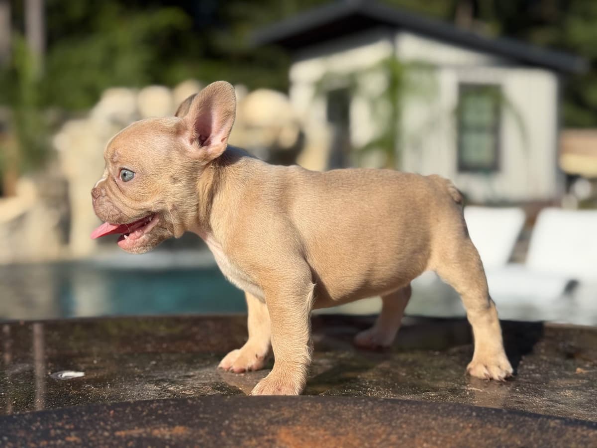 ✨🐾 Extraordinary French Bulldog Litter 🐾✨ breeder image 24