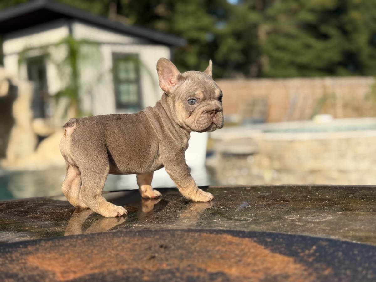 ✨🐾 Extraordinary French Bulldog Litter 🐾✨ breeder image 26