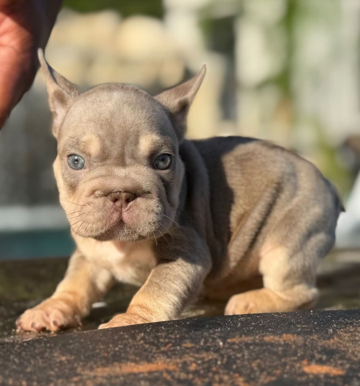 ✨🐾 Extraordinary French Bulldog Litter 🐾✨ breeder image 27