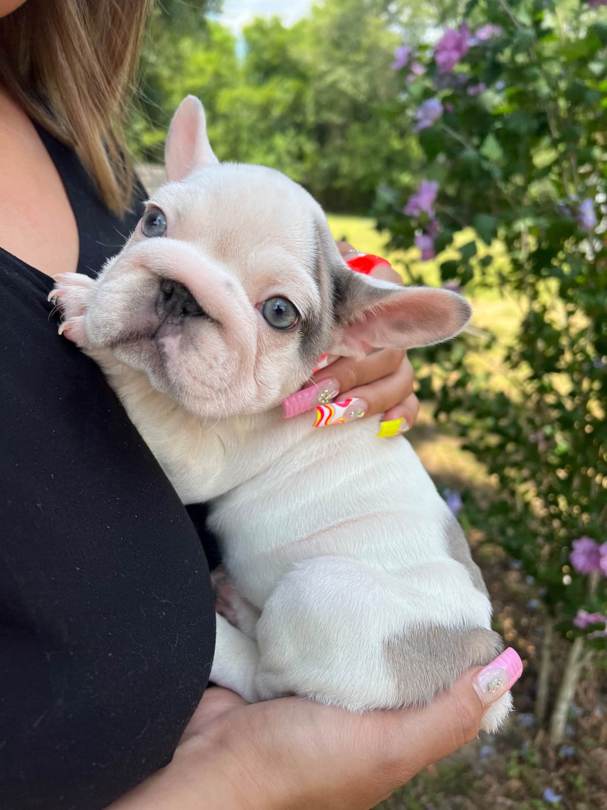 ✨🐾 Extraordinary French Bulldog Litter 🐾✨ breeder image 28