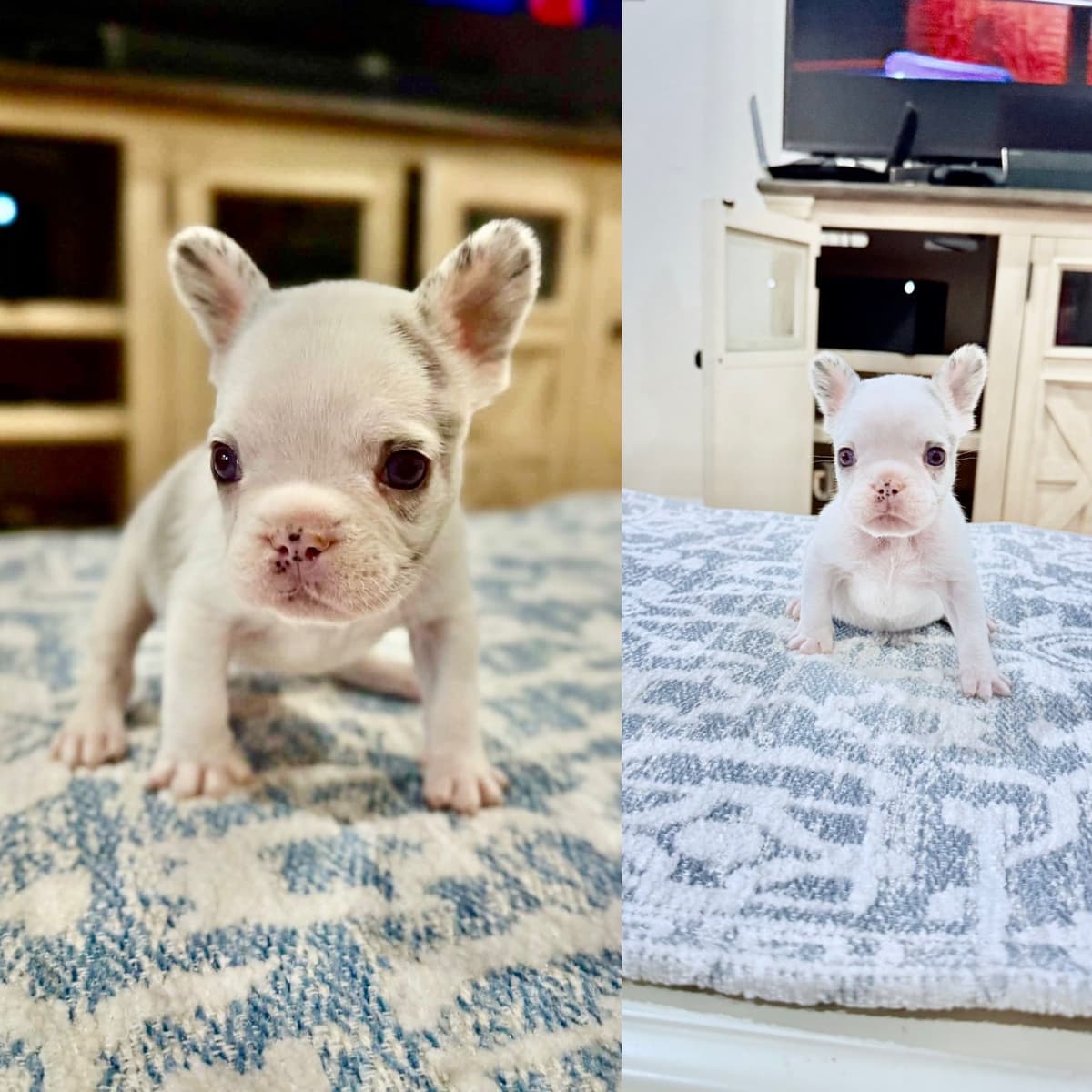 ✨🐾 Extraordinary French Bulldog Litter 🐾✨ breeder image 29