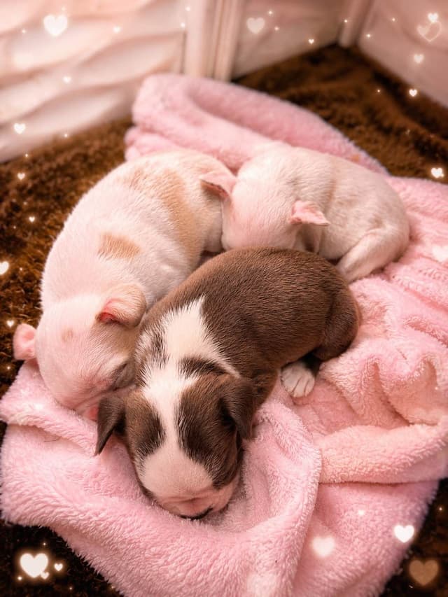 ✨🐾 Extraordinary French Bulldog Litter 🐾✨ media 2
