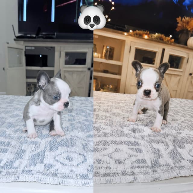 ✨🐾 Extraordinary French Bulldog Litter 🐾✨ media 4