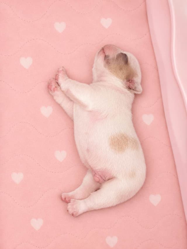 ✨🐾 Extraordinary French Bulldog Litter 🐾✨ media 5