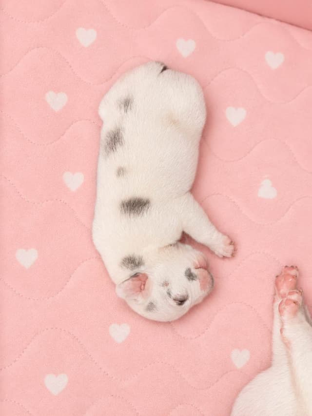 ✨🐾 Extraordinary French Bulldog Litter 🐾✨ media 6