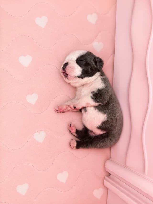 ✨🐾 Extraordinary French Bulldog Litter 🐾✨ media 7
