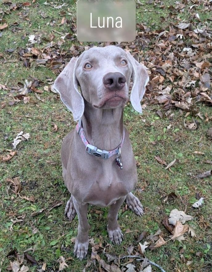 Weimaraner Puppies breeder image 1