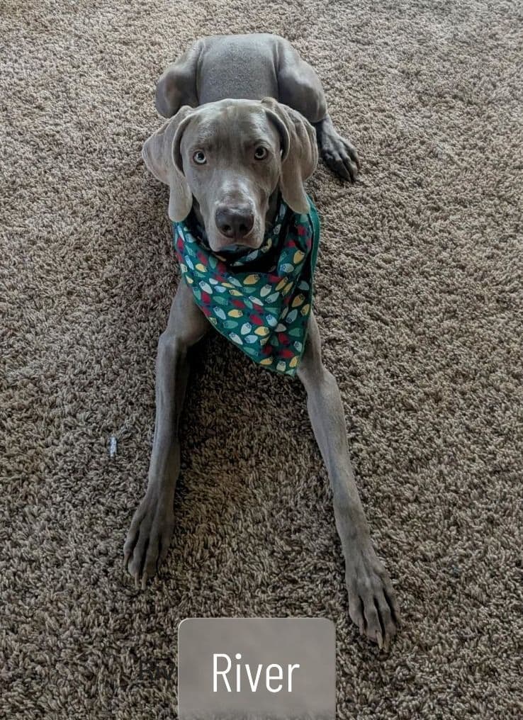 Weimaraner Puppies breeder image 3