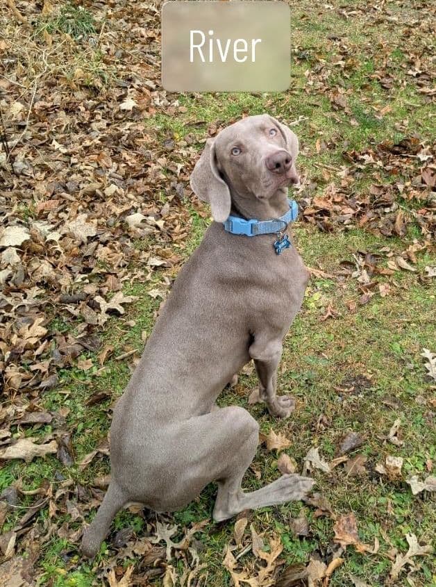 Weimaraner Puppies breeder image 2