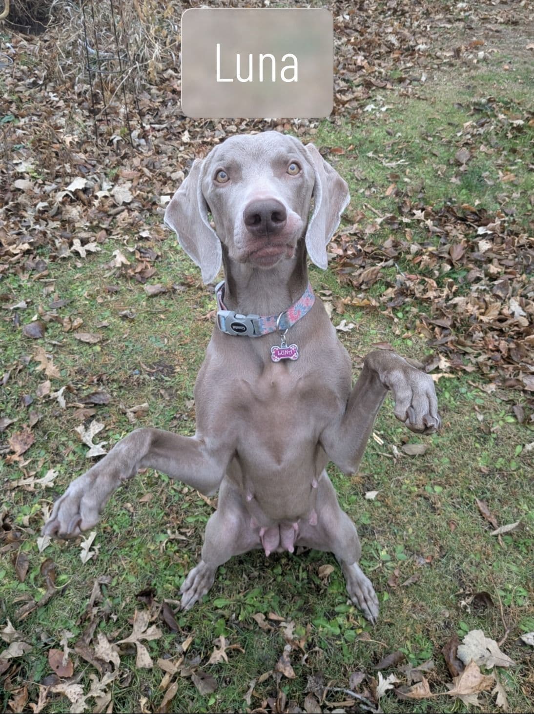 Weimaraner Puppies breeder image 4