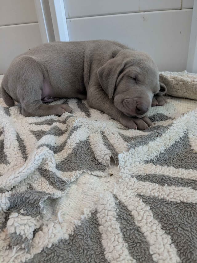 Weimaraner Puppies media 2