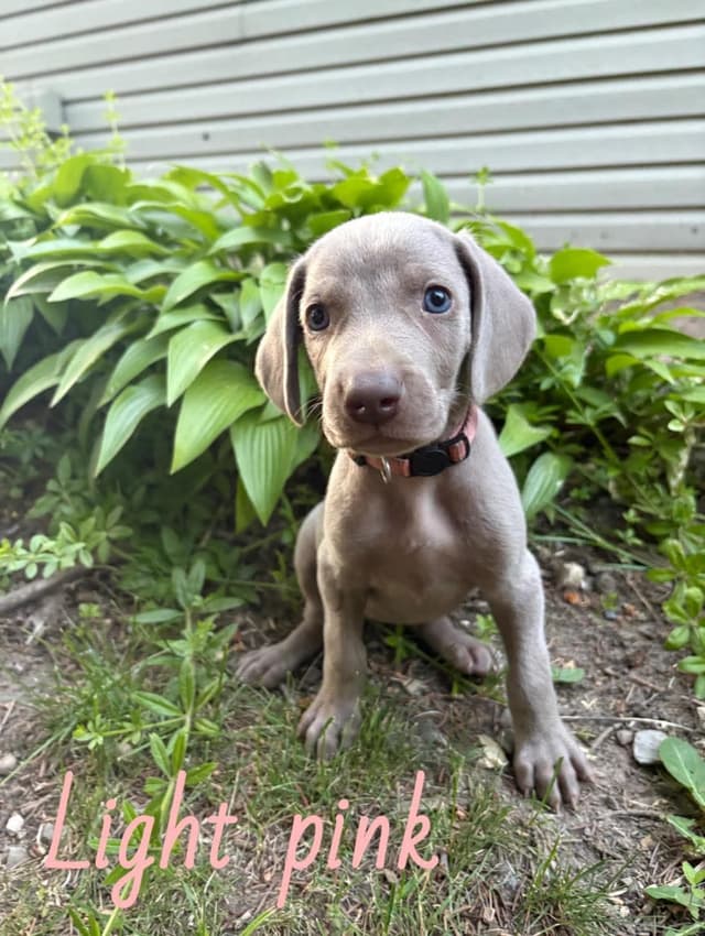 Weimaraner Puppies media 4