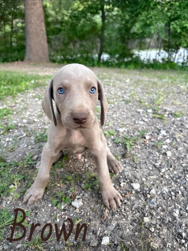 Weimaraner Puppies media 3