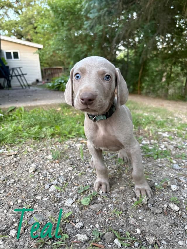 Weimaraner Puppies media 7