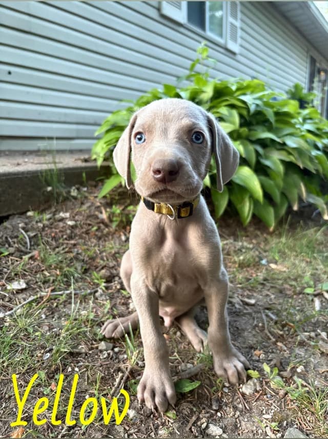 Weimaraner Puppies media 5