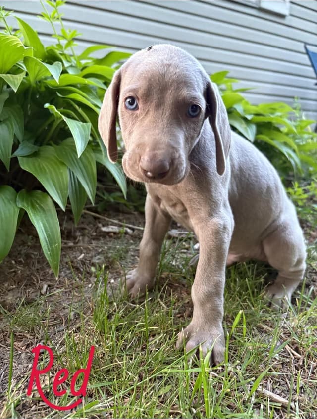 Weimaraner Puppies media 6