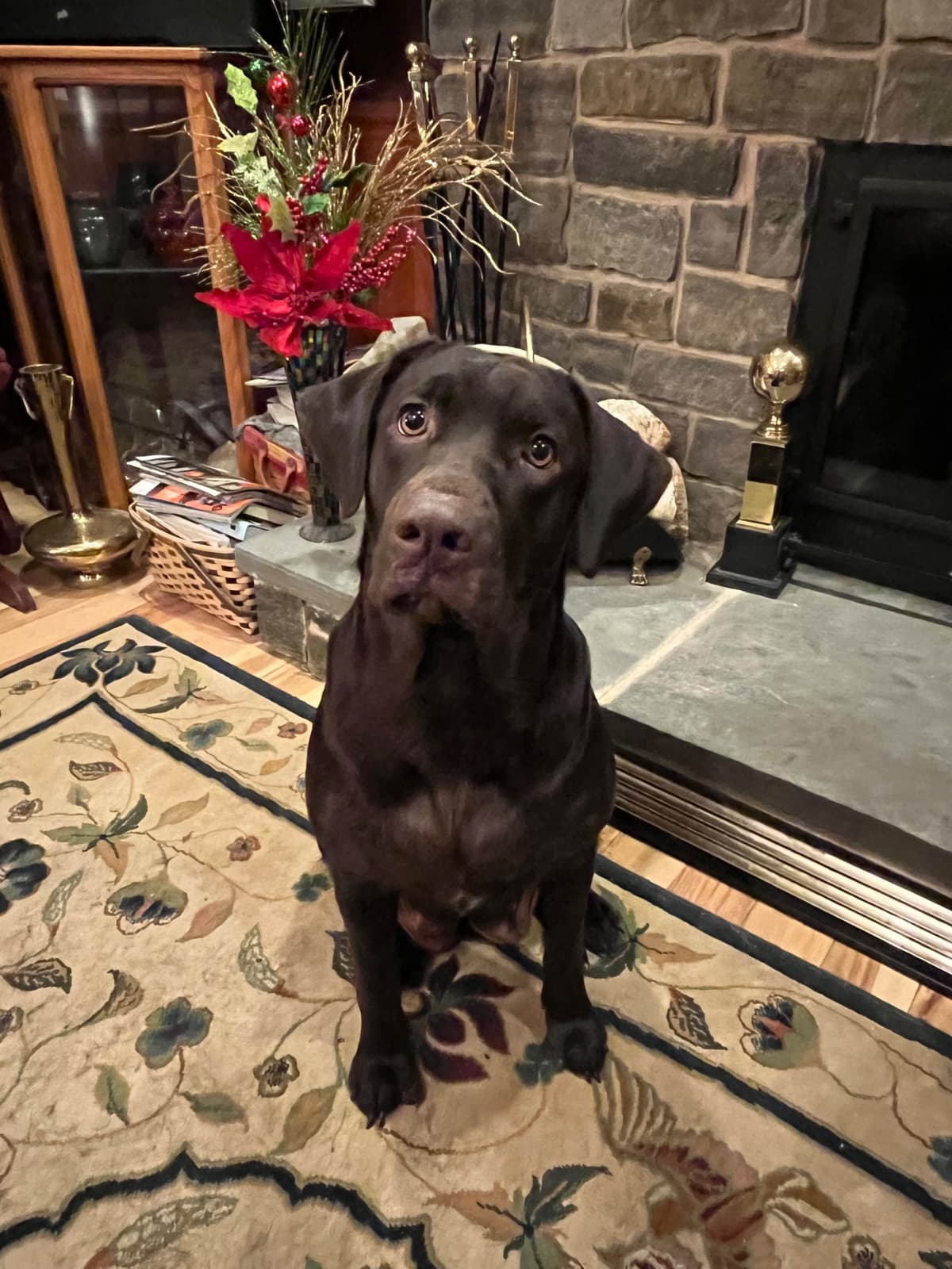 Labrador Retriever Puppies breeder image 1