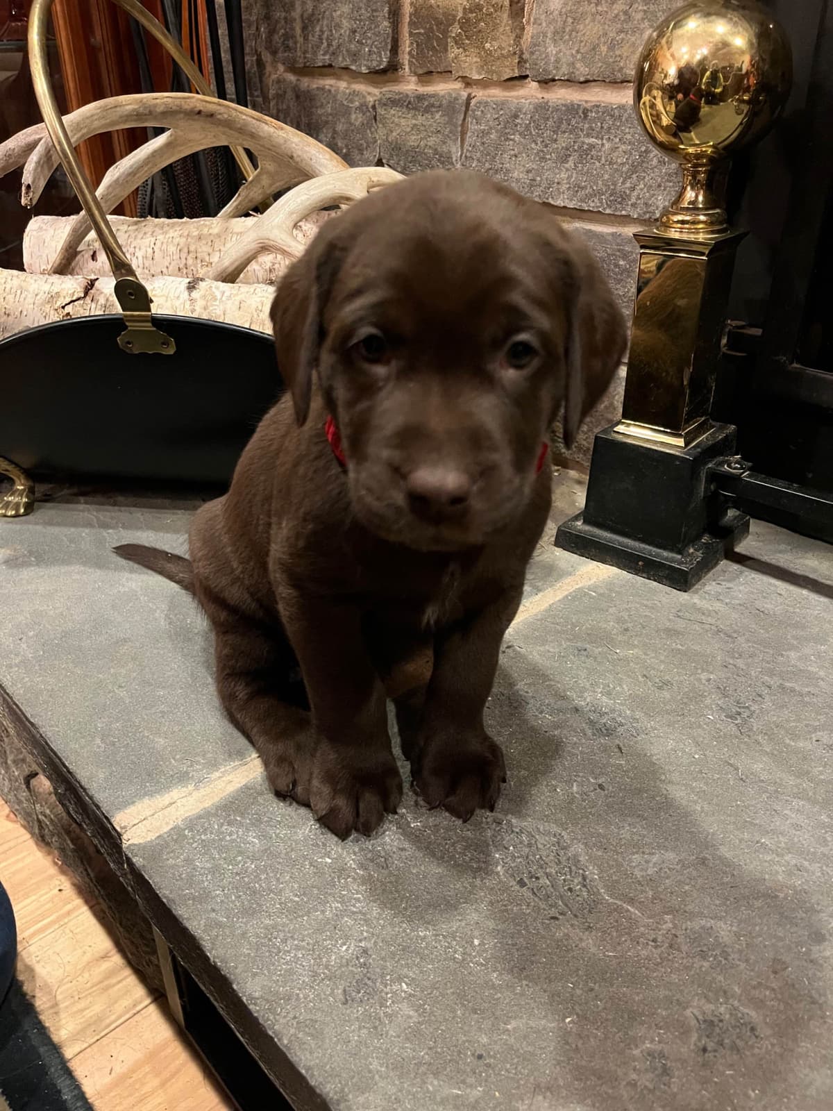 Labrador Retriever Puppies breeder image 2