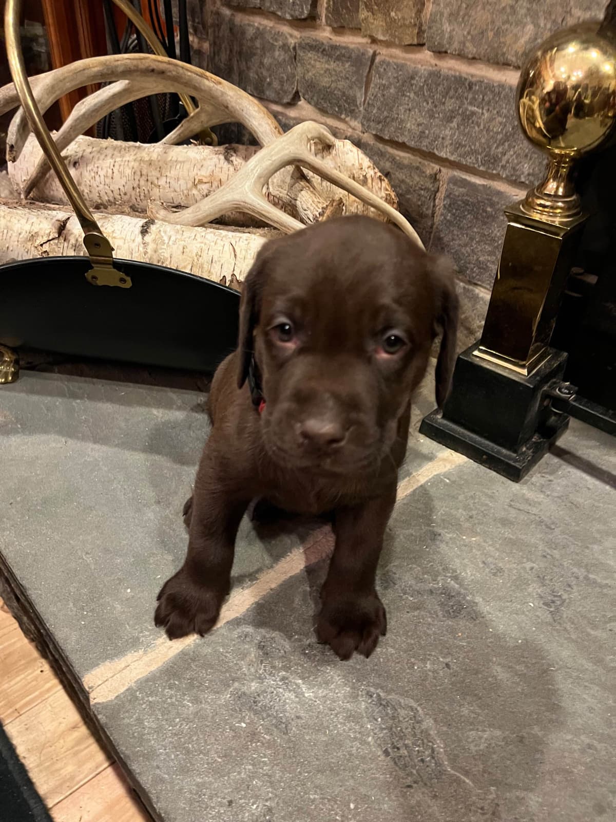 Labrador Retriever Puppies breeder image 3