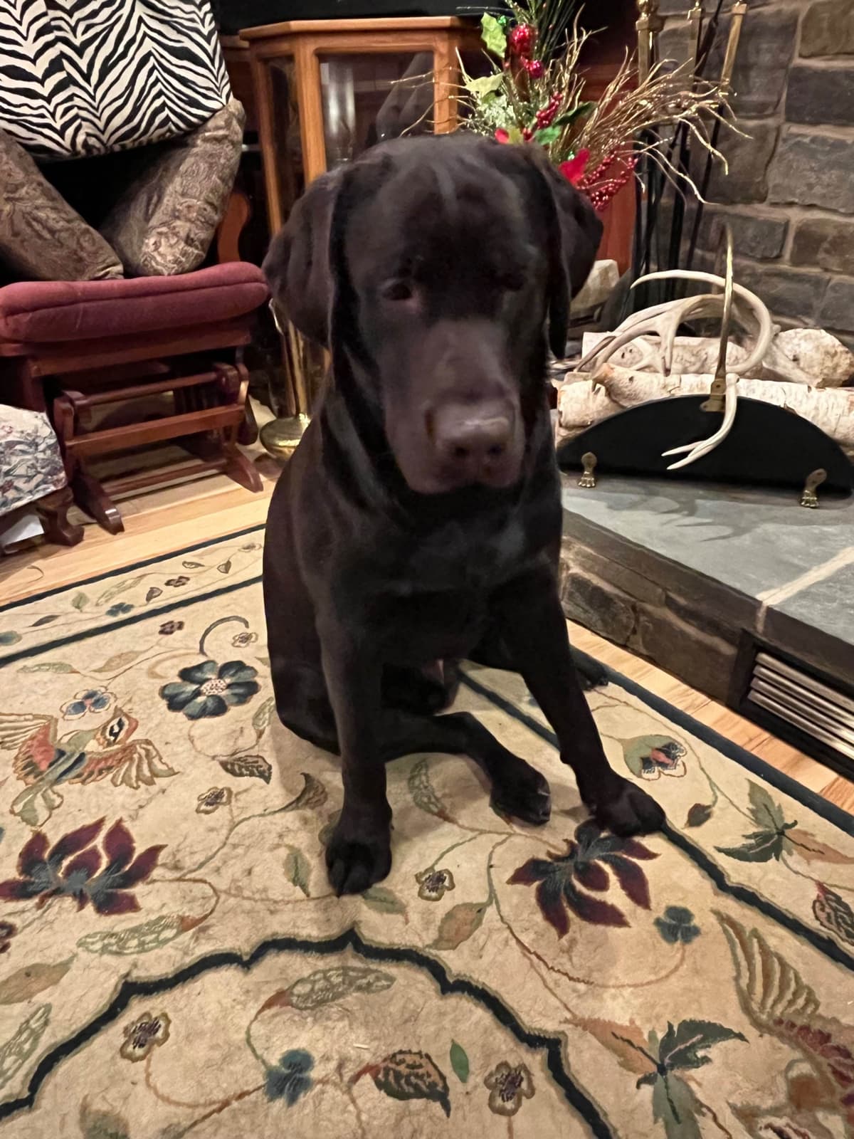 Labrador Retriever Puppies breeder image 5