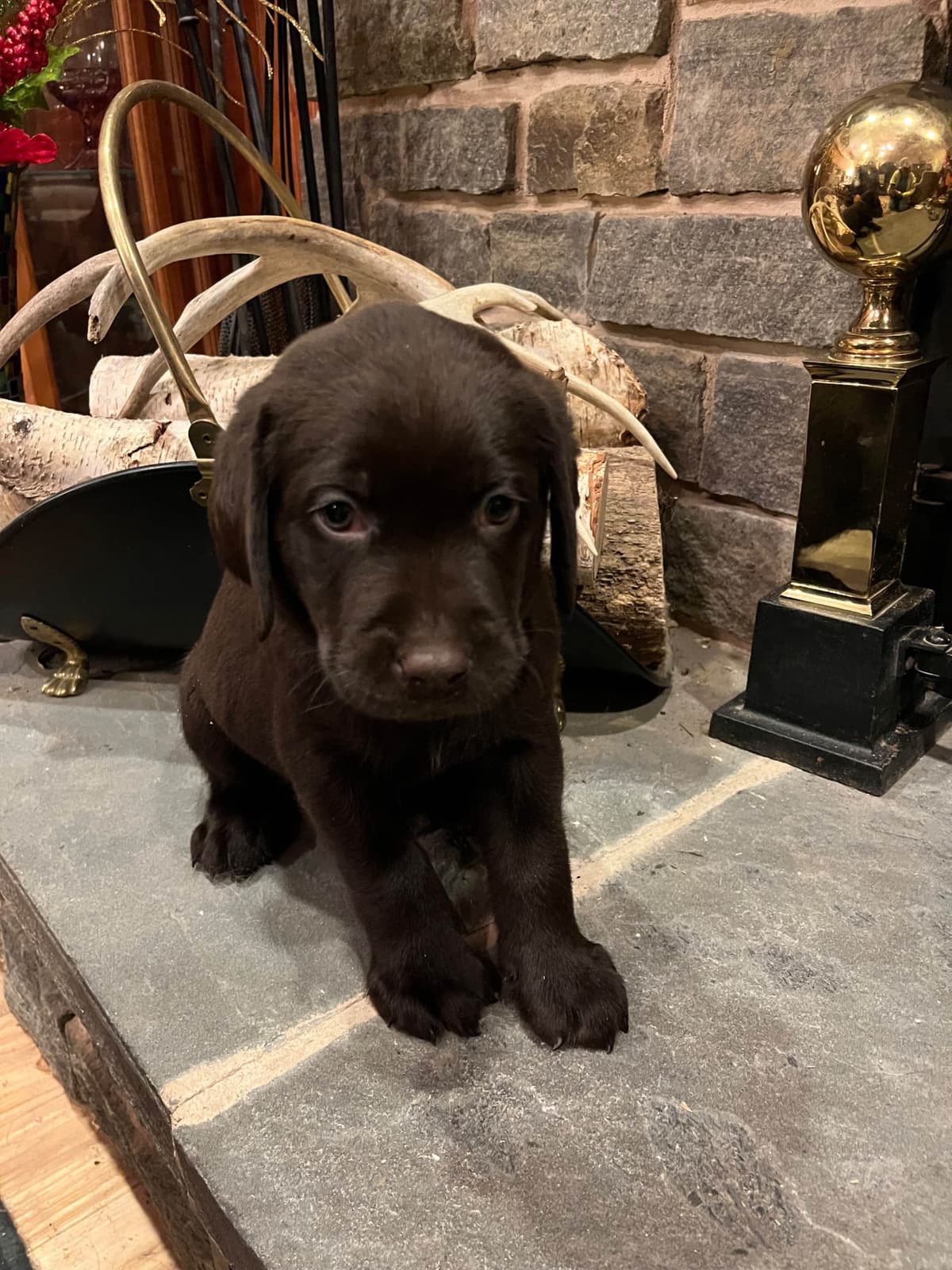 Labrador Retriever Puppies breeder image 6