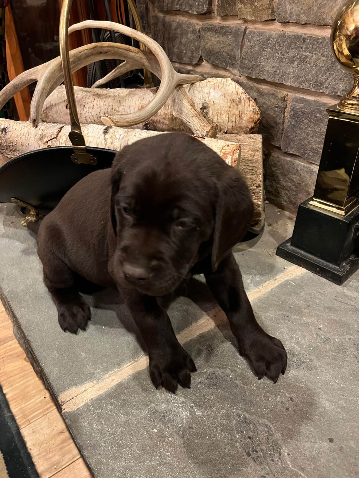 Labrador Retriever Puppies breeder image 11