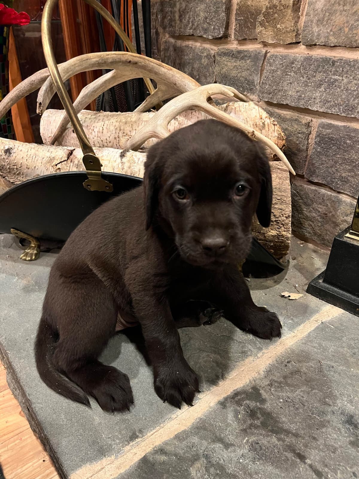 Labrador Retriever Puppies breeder image 12