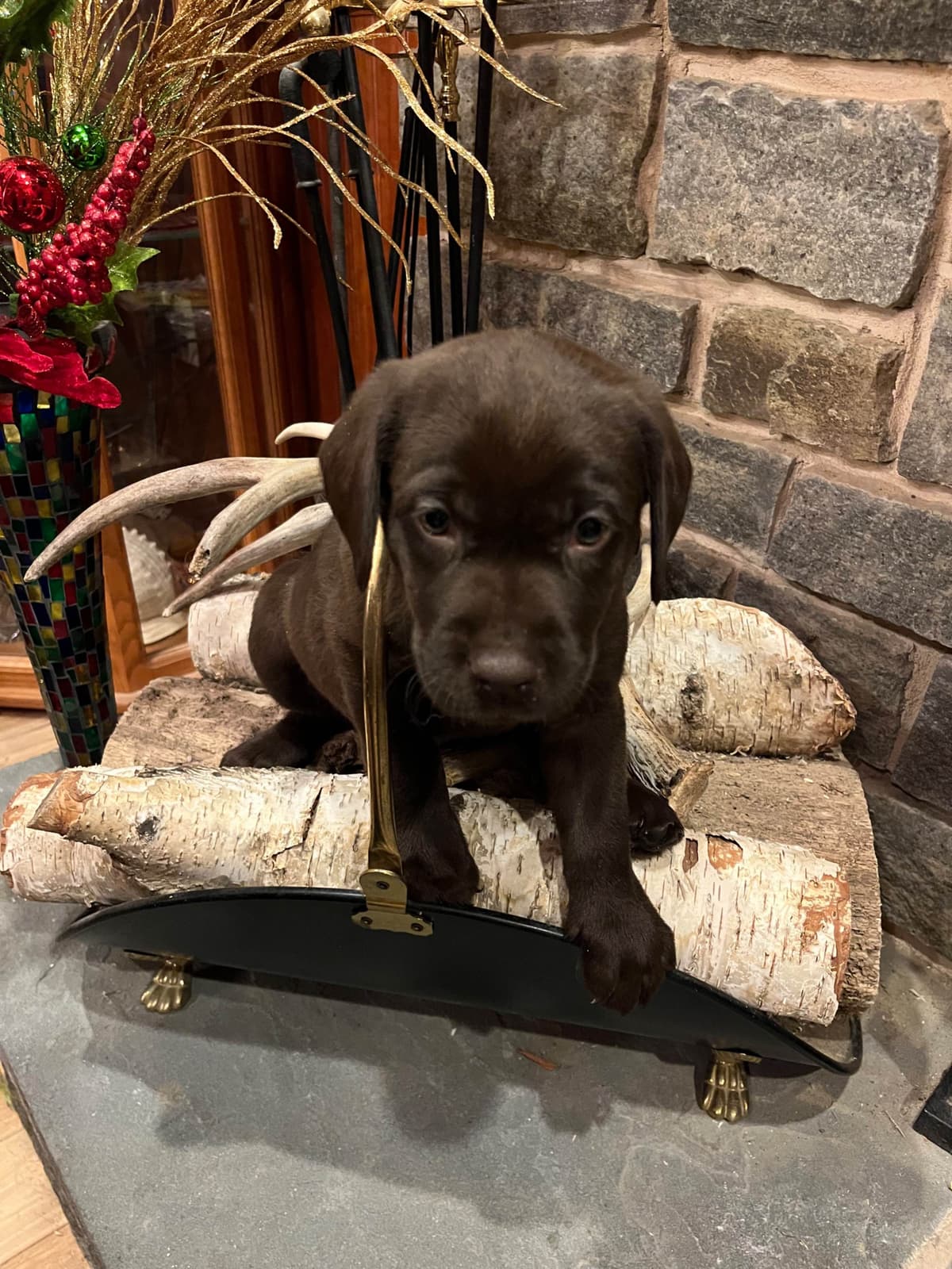 Labrador Retriever Puppies breeder image 13