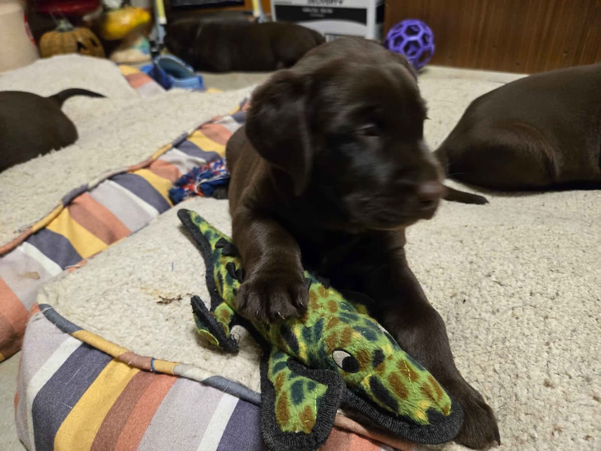 Labrador Retriever Puppies breeder image 14