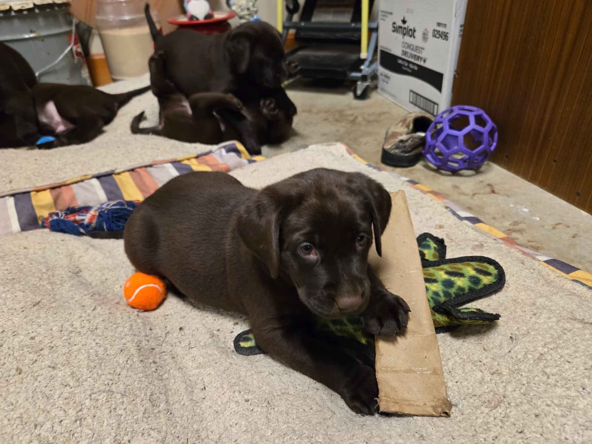 Labrador Retriever Puppies breeder image 15
