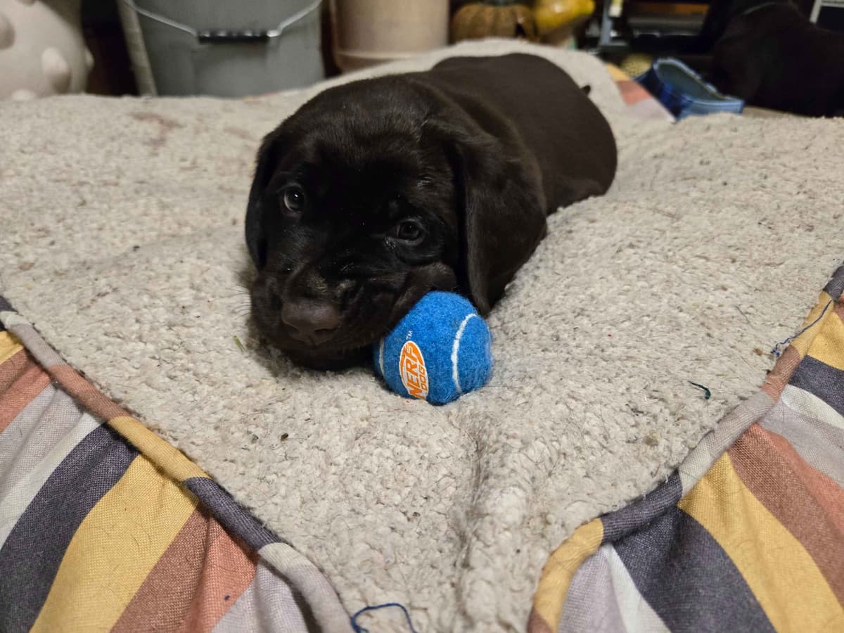 Labrador Retriever Puppies breeder image 18