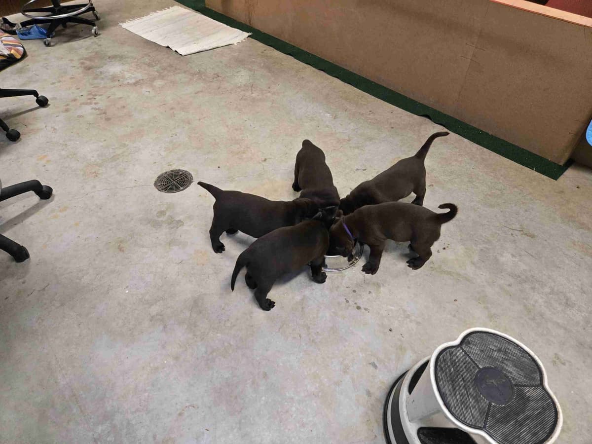 Labrador Retriever Puppies breeder image 16