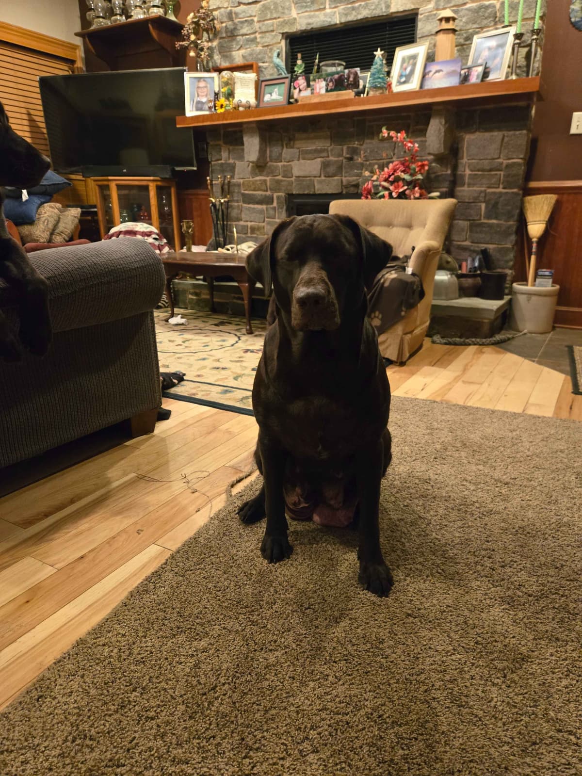 Labrador Retriever Puppies breeder image 20