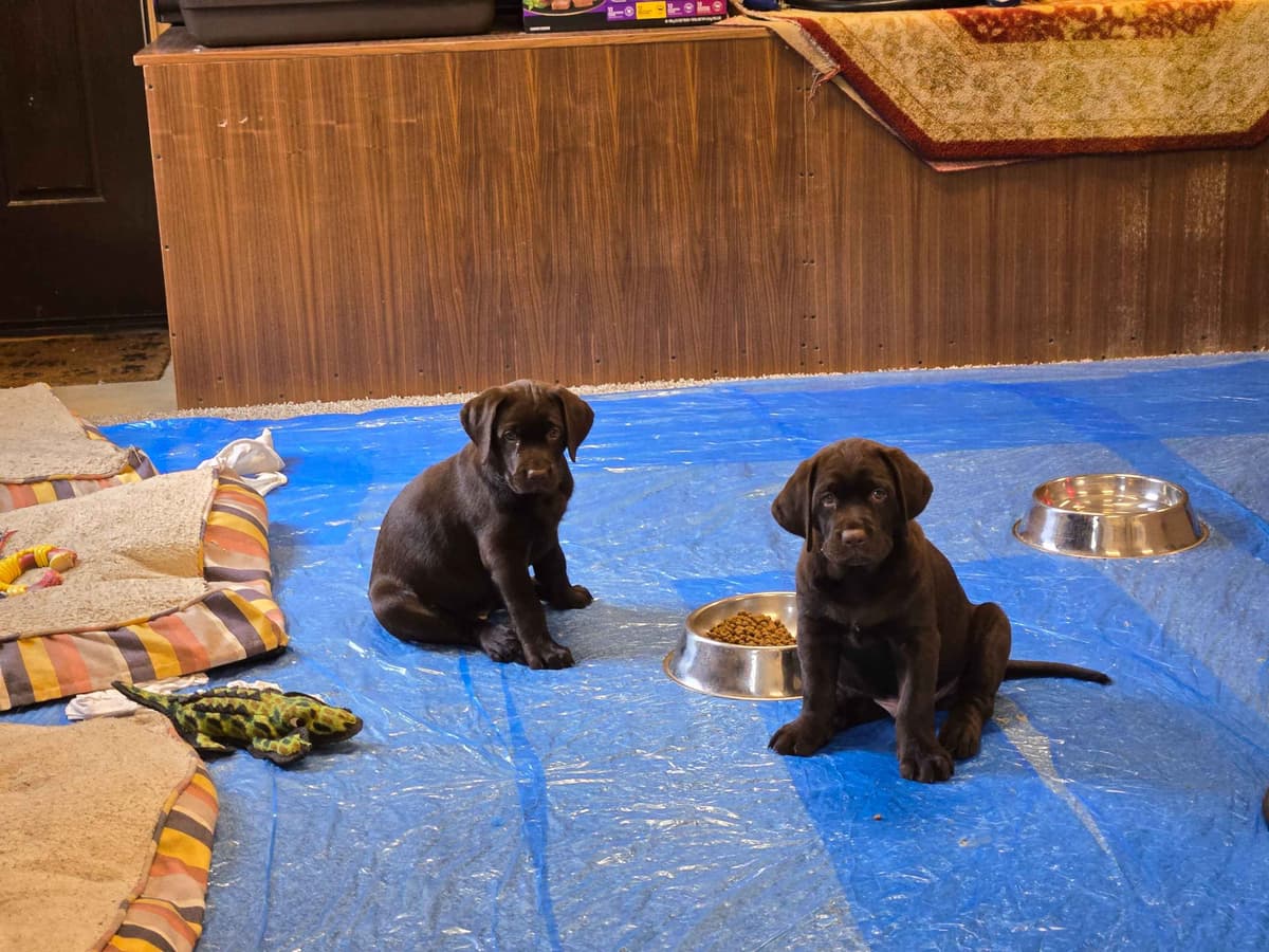 Labrador Retriever Puppies breeder image 21