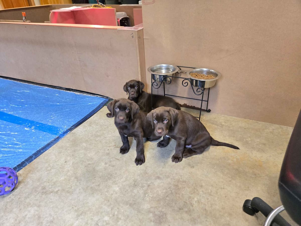 Labrador Retriever Puppies breeder image 23