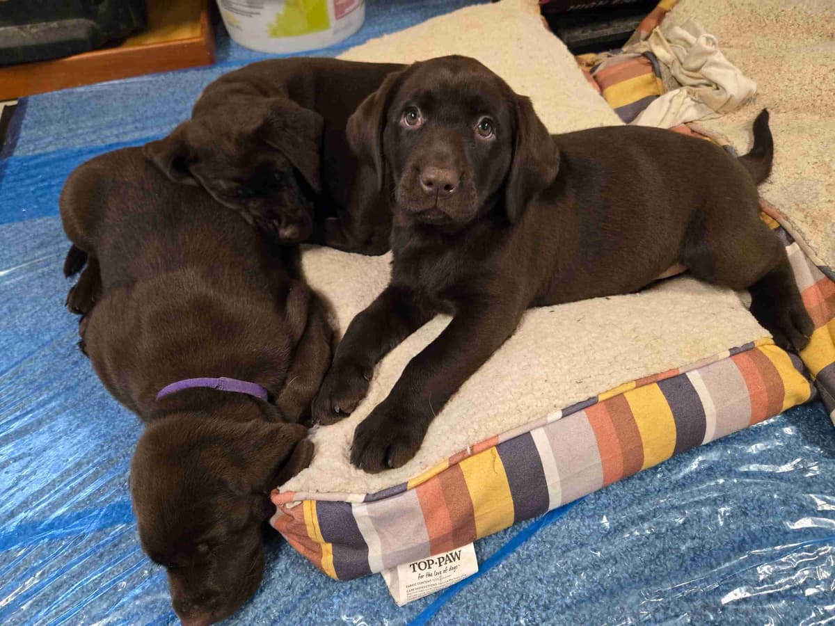 Labrador Retriever Puppies breeder image 22