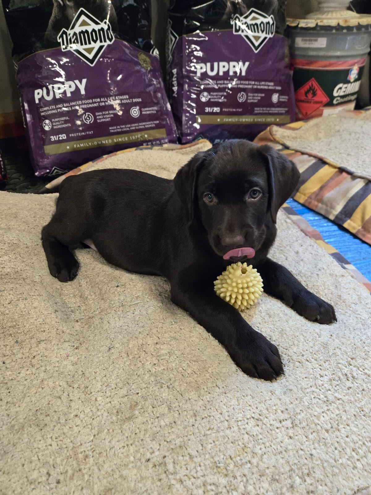 Labrador Retriever Puppies breeder image 24