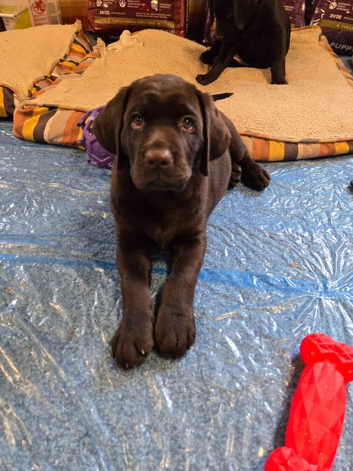 Labrador Retriever Puppies breeder image 25