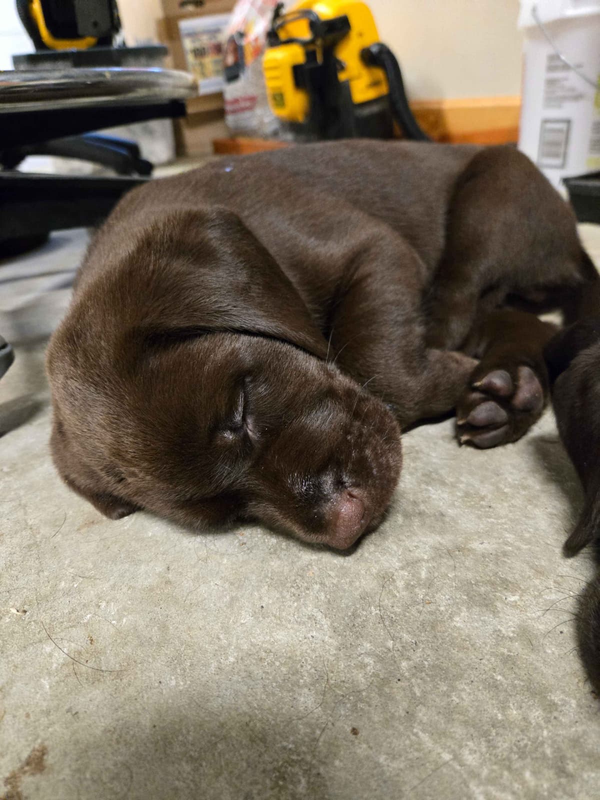 Labrador Retriever Puppies breeder image 26