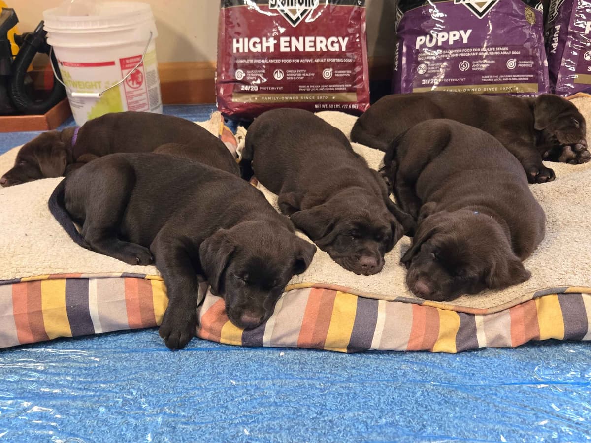 Labrador Retriever Puppies breeder image 28