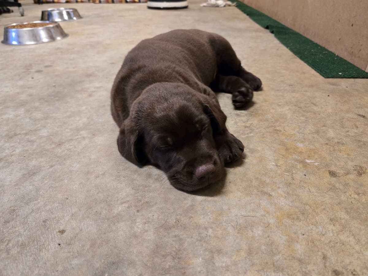 Labrador Retriever Puppies breeder image 29