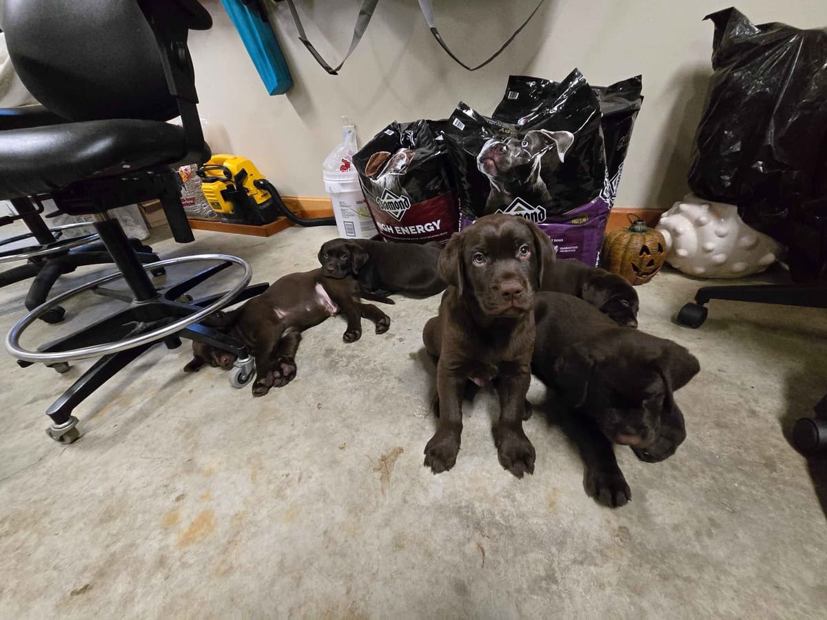 Labrador Retriever Puppies breeder image 30