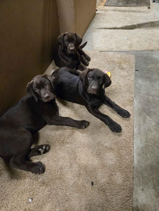 Labrador Retriever Puppies media 2