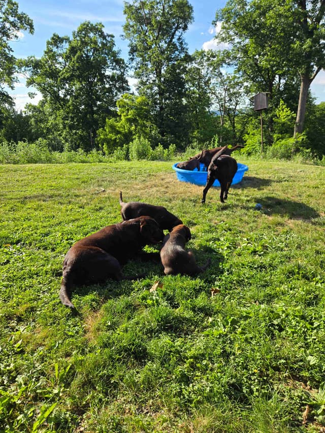 Labrador Retriever Puppies media 3